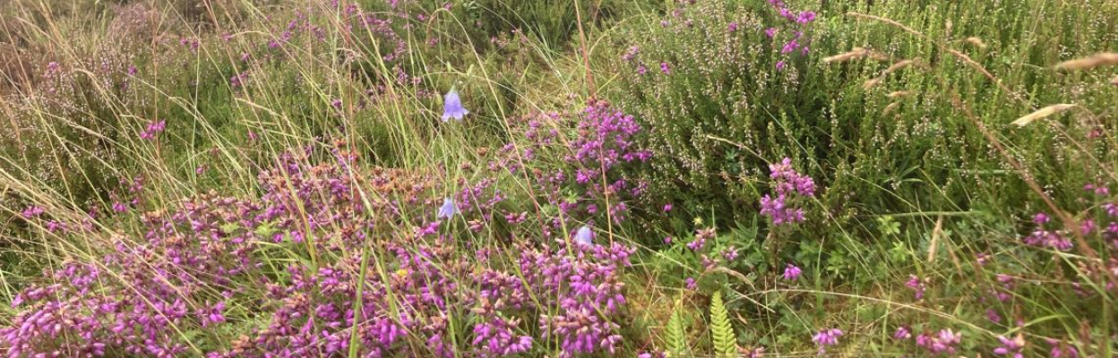 Harebell and heather on the Bochel Circuit